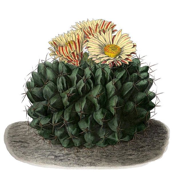 File:Thelocactus rinconensis BlKakteenT126.jpg