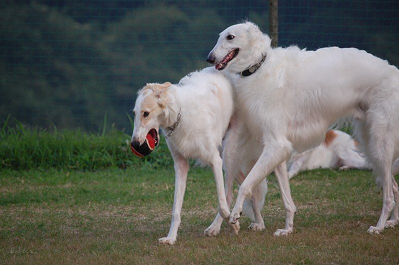 File:Three Borzoi.jpg