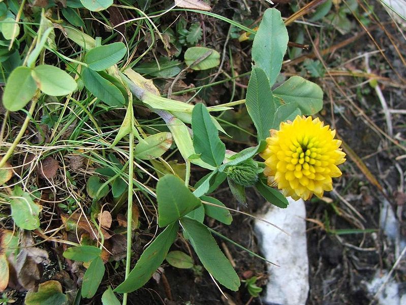 File:Trifolium badium a1.jpg