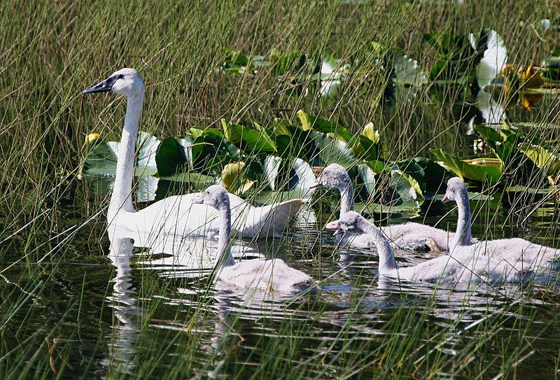 File:Trumpeter Swan brood.jpg