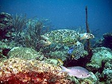 Photo of swimming turtle with extended head