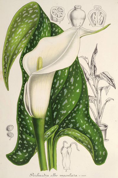 File:Zantedeschia albumaculata LIH.png