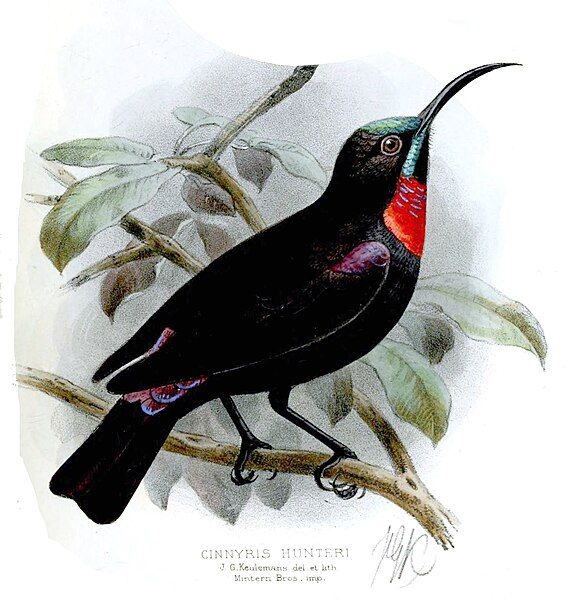 File:ZosteropsCinnyrisKeulemans, Chalcomitra hunteri.jpg