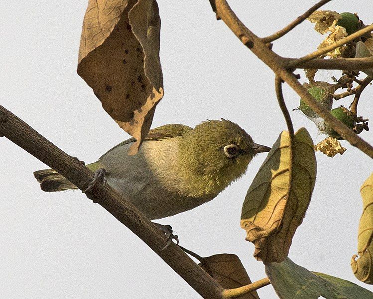 File:Zosterops abyssinicus (17823062125).jpg