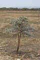 Vachellia (Acacia) drepanolobium.