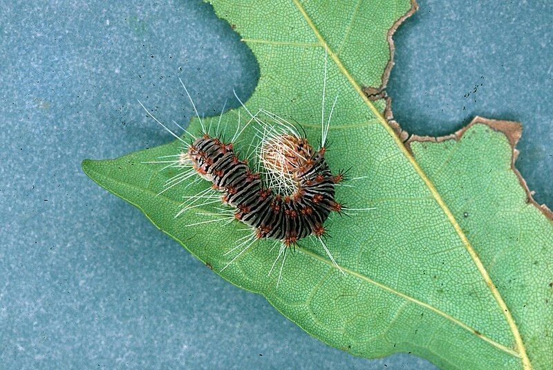 File:Acronicta retardata larva.jpg