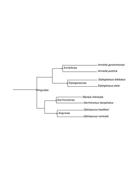 File:Anguidae Phylogeny PDF.pdf