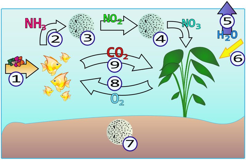 File:Aquarium-NitrogenCycle.svg