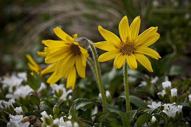 File:Arnica lessingii (7833327480).jpg