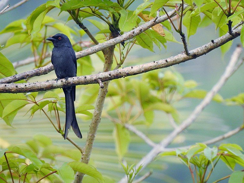 File:Ashy Drongo.jpg