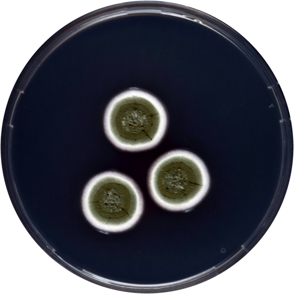 File:Aspergillus creber cya.png