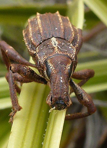 File:Astelia weevil.jpg