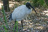 Australian white ibis