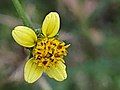 A yellow B. bipinnata flower blooming in mid-October in Texas.