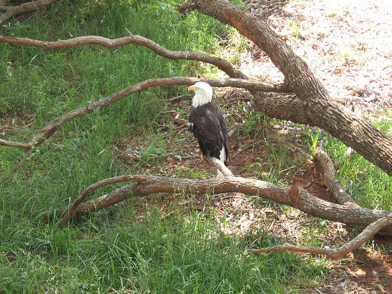 File:BaldEagle2OKCZoo.JPG