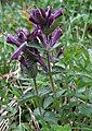 Alpine bartsia.