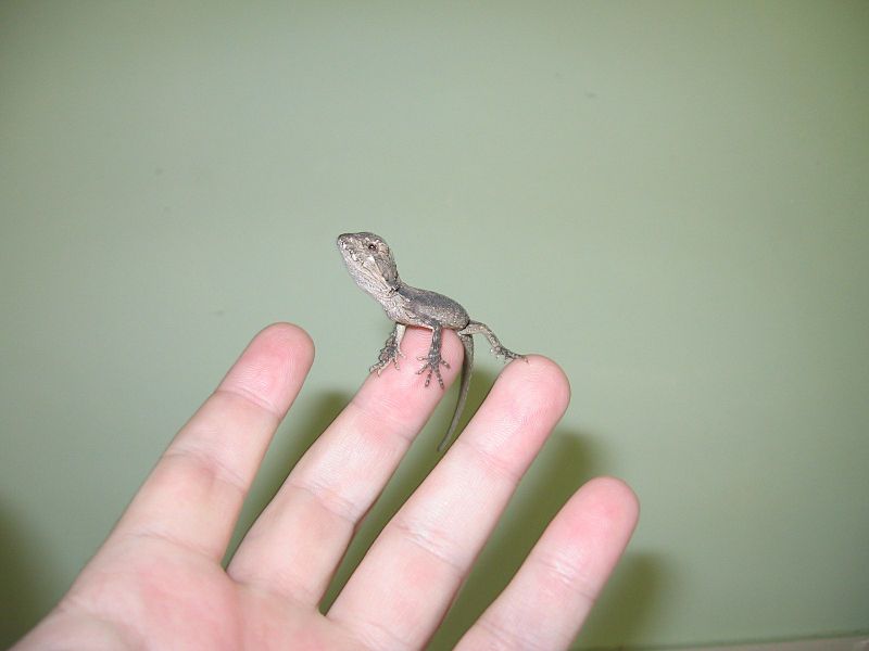 File:Beardeddragononfinger.jpg