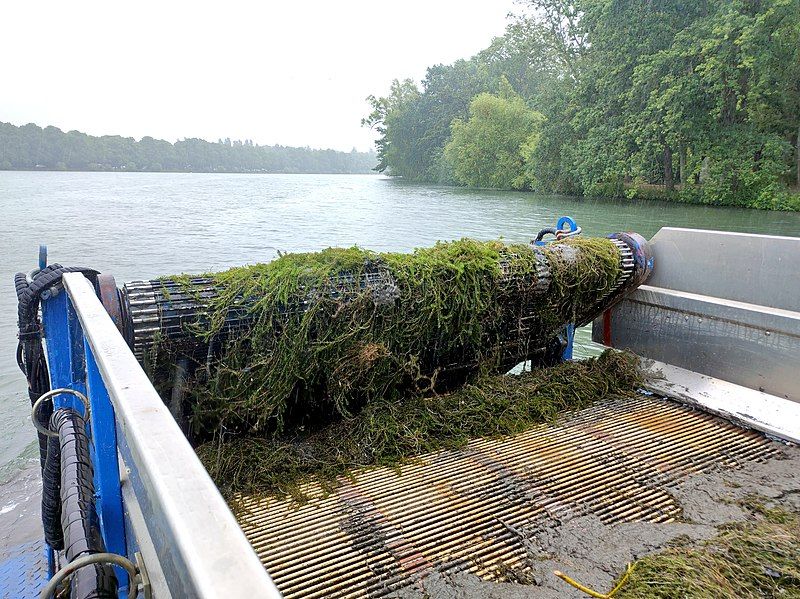 File:Berky Mähsammelboot Elodea.jpg