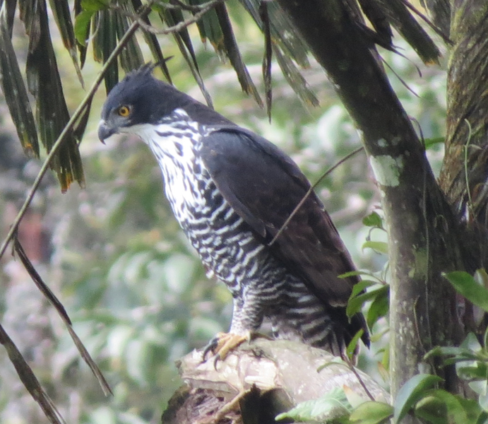 File:Blythe's hawk-eagle.png