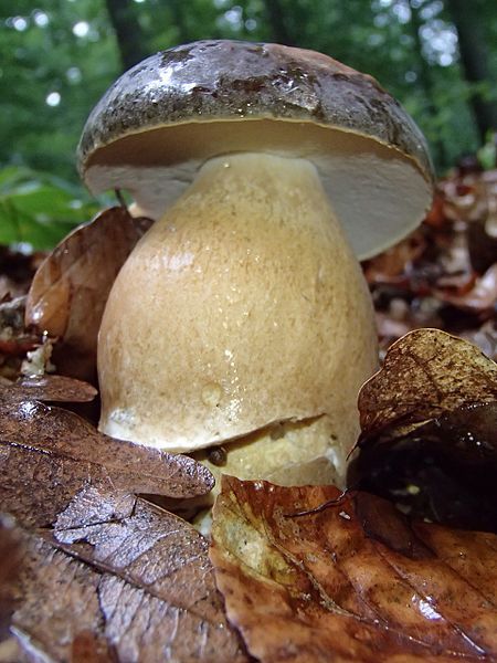 File:Boletus aereus 437478.jpg