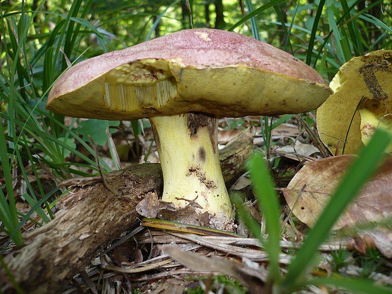 File:Boletus regius 37212.jpg