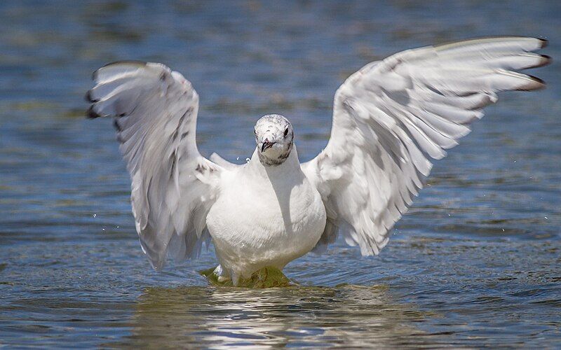 File:Bonaparte's Gull (20714333809).jpg