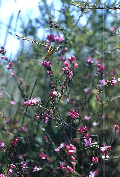 File:Boronia nematophylla.jpg