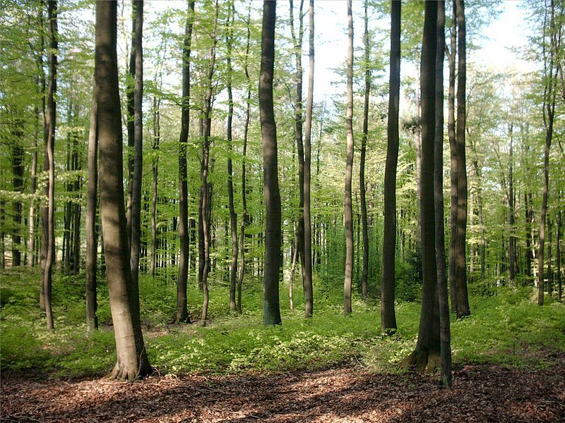 File:Buchenwald Frühling.JPG