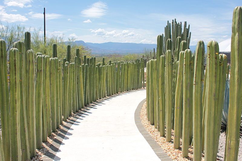 File:Cactus Path.JPG