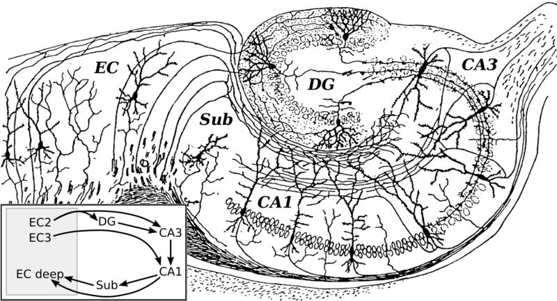 File:CajalHippocampus (modified).png