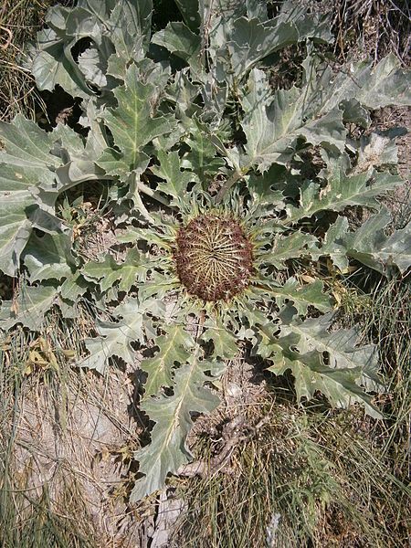 File:Carlina acanthifolia 01.JPG