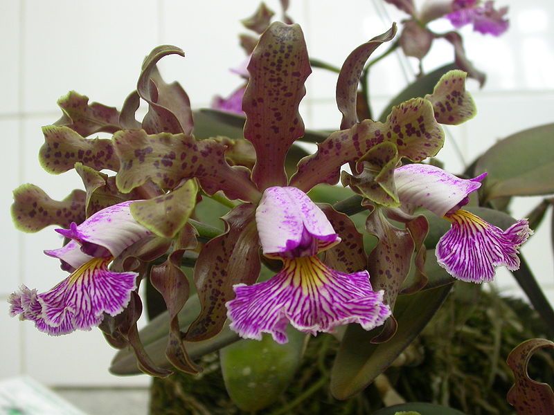 File:Cattleya schilleriana.jpg