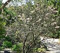 Ceanothus crassifolius