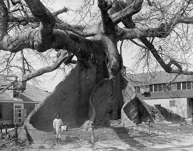 File:Ceiba Nassau 1900.jpg