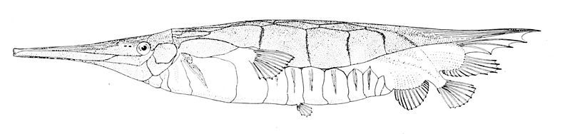 File:Centriscus cristatus.jpg