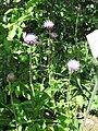 Cirsium helenioides