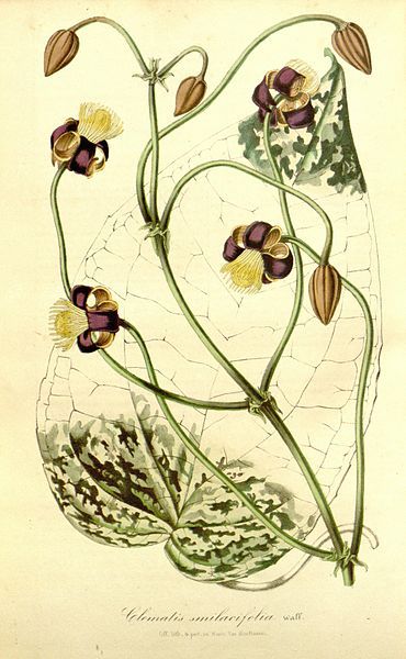 File:Clematis smilacifolia.jpg