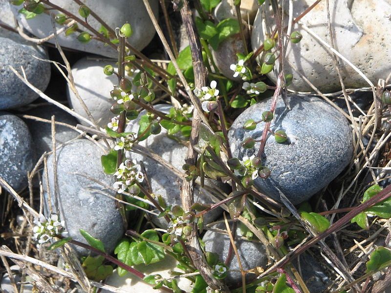 File:Cochlearia danica03.jpg