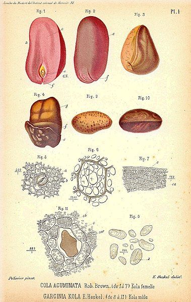 File:Cola-Acuminata-Heckel.jpg