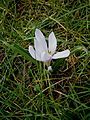 Colchicum hungaricum