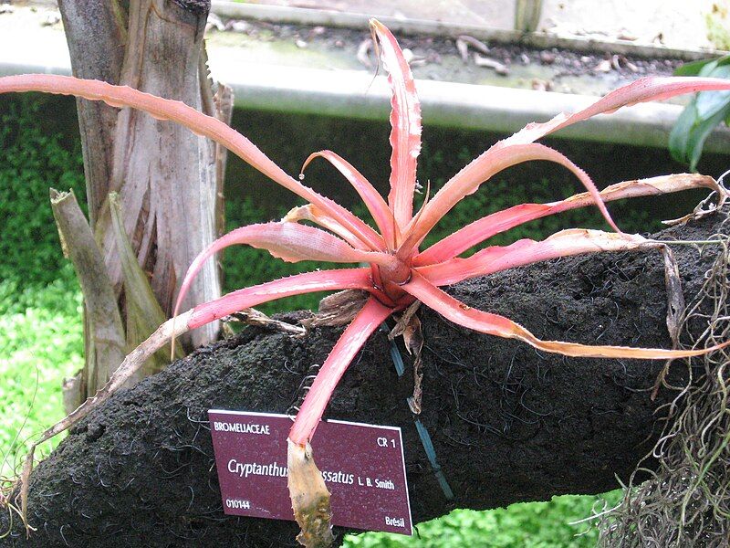 File:Cryptanthus incrassatus.jpg