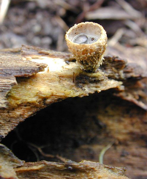 File:Cup fungus.jpg