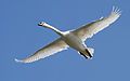 Mute swan in flight