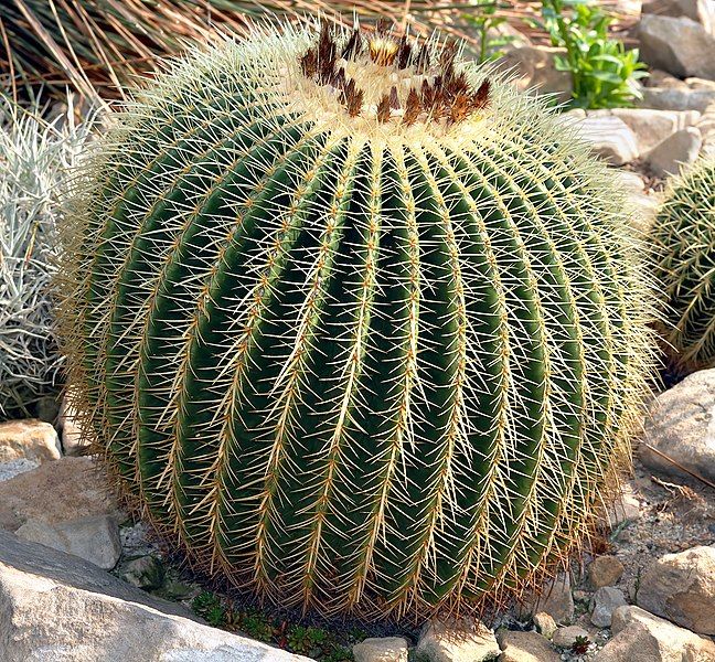 File:Echinocactus grusonii (aka).jpg