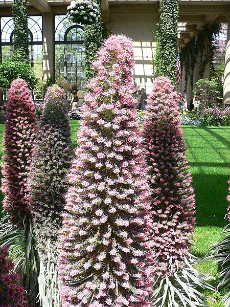 File:Echium wildpretii 7.jpg