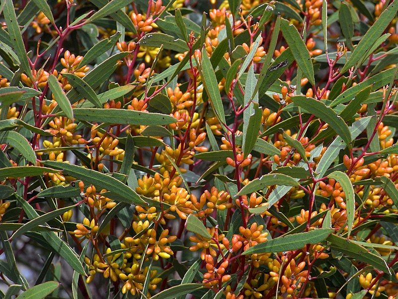 File:Eucalyptus leptophylla buds.jpg