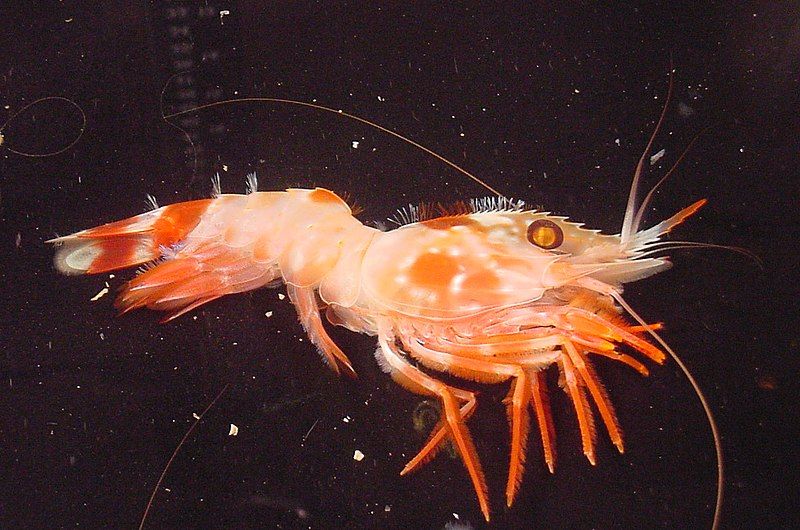 File:Eugonatonotus crassus shrimp.jpg