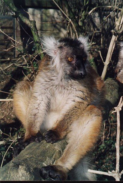 File:Eulemurmacacofemale.jpg