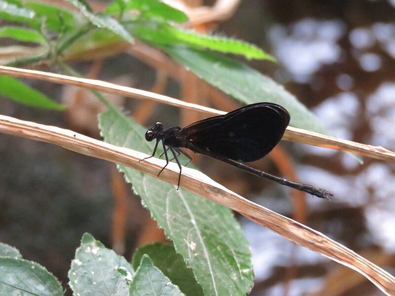 File:Euphaea splendens.jpg