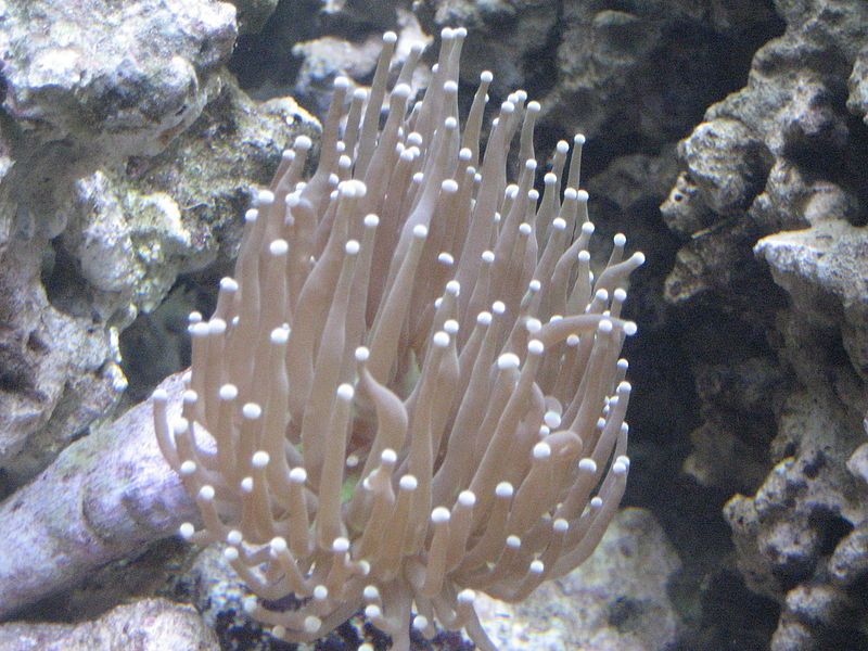 File:Euphyllia glabrescens.jpg